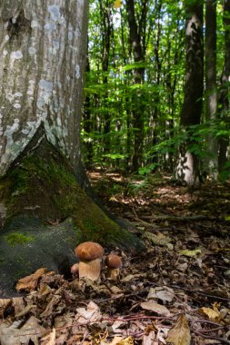 Boletus edulis ya da seps, ormandaki yenilebilir yabani mantar..