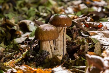 Boletus edulis ya da seps, ormandaki yenilebilir yabani mantar..