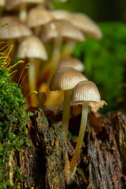 Kümelenmiş Bonnet Mycena eğimli bir kütüğün üzerinde büyüyor..