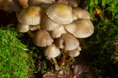 İnce bacaklı dostça bir mantar ailesi yeşil bir arka planda kümelenmiş bir başlık..