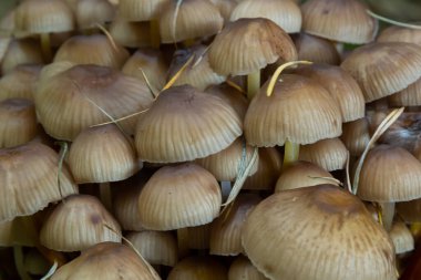 Kümelenmiş Bonnet Mycena eğimli bir kütüğün üzerinde büyüyor..