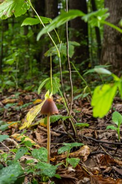 Küçük kahverengi mantar Conocybe siliginea 'nın dikey yakın çekimi .