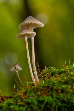 Ormanda beyaz mantarlar, Mycena piringa mantarları.