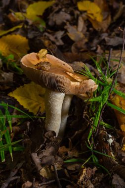 Zehirli Turta Mantarı Hebeloma Kabuğu Sonbahar yaprakları arasında büyüyor.