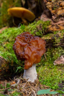 Gyromitra esculenta baharda ormanda yetişen zehirli bir mantardır..