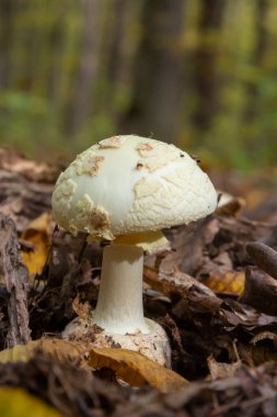 Amanita Citrina 'ya yakın çekim, sahte ölüm şapkası veya Citron Amanita .
