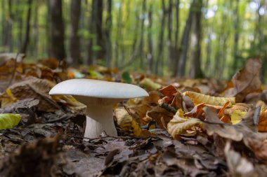 Edible mushroom Clitocybe nebularis in the beech forest. Known as Lepista nebularis, clouded agaric or cloud funnel. Wild mushrooms in the leaves. Autumn time in the forest.