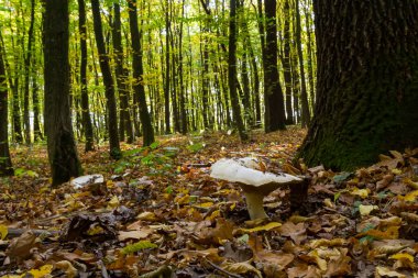 Lactifluus vellereus eskiden ormandaki Lactarius vellereus mantarıydı..