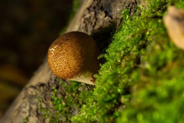 Orman mantarı. Sonbahar ormanlarında yaygın olarak görülen Lycoperdon perlatumu yeşil yosunlarda yetişir..