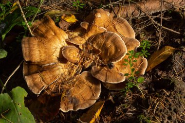 Meripilus Giganteus ormanda. Meripilus giganteus, polipore mantar. Dev çoklu gözenek, Meripilus giganteus, bir ağaç kütüğünden meyve verir..