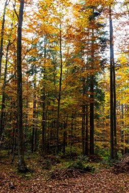Karpat ormanlarının uzun ağaçları, Karpatlar 'da doğa rezervi, Ukrayna ormanları ve rezervleri. Ormanda sonbahar manzarası.
