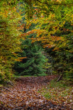 Karpat ormanlarının uzun ağaçları, Karpatlar 'da doğa rezervi, Ukrayna ormanları ve rezervleri. Ormanda sonbahar manzarası.