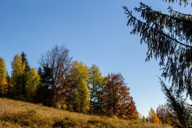 Kozalaklı orman. Karpatlar 'daki dağlar, Ukrayna.