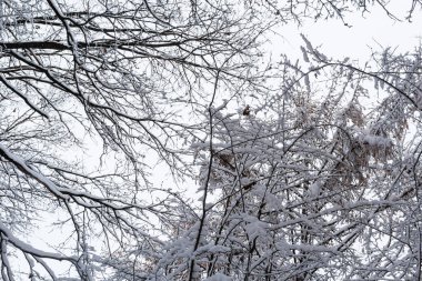 Soğuk bir kış gününde, çıplak bir ağaç dalında beyaz kar, yakın. Doğal arka plan. Seçici botanik geçmişi. Yüksek kalite fotoğraf.