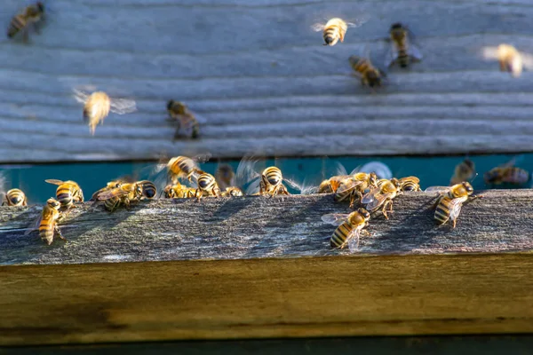 swarm of honey bees flying around beehive. Bees returning from collecting honey fly back to the hive. Honey bees on home apiary, apiculture concept.