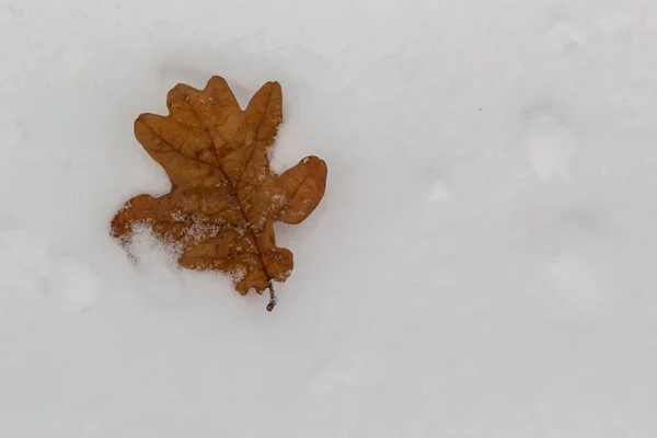 Autumn oak leaves isolated on blurred white snow background, orange oak leaf on natural snow background, first snow, oak leaves isolated on snow, season, winter.