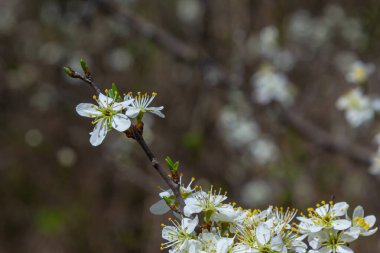 Blackthorn prunus spinosa sloe bitki beyaz çiçek çiçek çiçek ayrıntıları ilkbahar vahşi meyve.