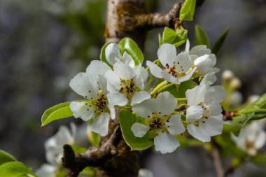 Armut çiçeği. Bahçede çiçek açan ağaç. Beyaz narin çiçekler, yeşil ve taze yapraklar. Yeşil arka planda çiçek açan armut dalları. Yakın plan. Ormanda armut.