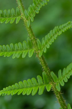 Fern, sporlarla üreyen ve ne tohumu ne de çiçeği olan bir damar bitkisi grubunun üyesidir. İlaç fabrikası..