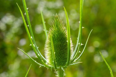 Dipsacus fullonum, bahçedeki çay çiçeği seçici odak noktası.