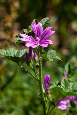 Malva Thuringiaca Lavatera Thuringiaca, Malvaceae familyasından bir bitki türü..