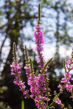 Lythrum salicaria - purple loosestrife, spiked loosestrife, purple lythrum.