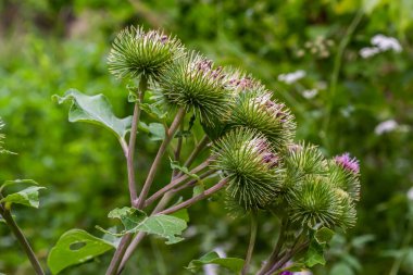 Pink flowers of prickles of a burdock. Medicinal plant. Herbal. Weed growing everywhere. Blossoming burdocks.