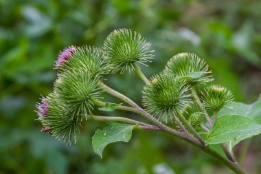 Bir tomurcuklanma büyük dulavratotu closeup veya bulanık kendi Doğal habitatları Arctium fındık fabrikasında. Şimdi yaz olduğunu.