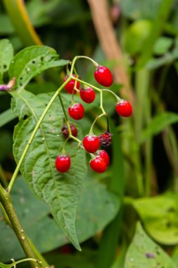 Ağustosta görülen acı-tatlı Solanum dulcamara olarak da bilinen odunsu itüzümü kırmızı meyveleri..