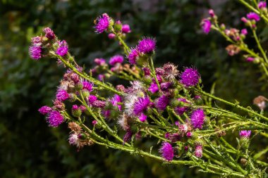 Flowering creeping thistle Cirsium arvense, also Canada thistle or field thistle. The creeping thistle is considered a noxious weed in many countries.
