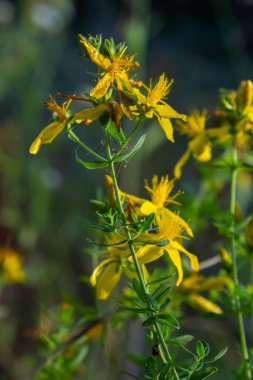 Hypericum flowers Hypericum perforatum or St Johns wort on the meadow , selective focus on some flowers.