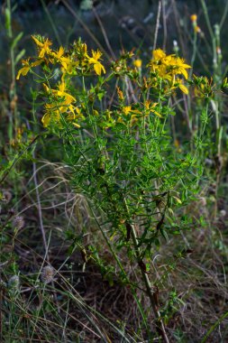 Hypericum flowers Hypericum perforatum or St Johns wort on the meadow , selective focus on some flowers.