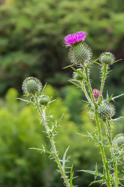 Blessed milk thistle flowers in field, close up. Silybum marianum herbal remedy, Saint Mary\'s Thistle, Marian Scotch thistle, Mary Thistle, Cardus marianus bloom