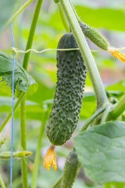 Sarı çiçekli salatalık. Yaprakların arka planında taze salatalık yakın plan makrosu.
