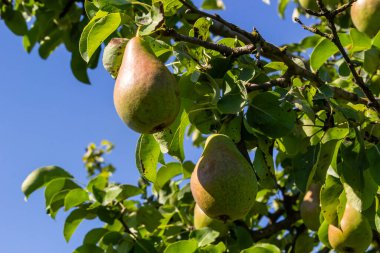 Armut ağacı Pyrus komünisi. Bahçedeki bir ağaçta olgun armutlar. Kapat..