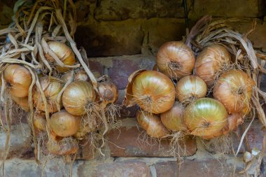Harvest. Bunches onions are dried in a barn in the village.