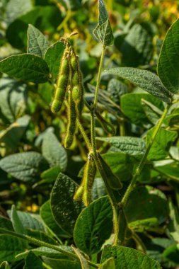 Soybean pods, close up. Agricultural soy plantation and sunshine. Soy bean plant in sunny field. Green growing soybean against sunlight.