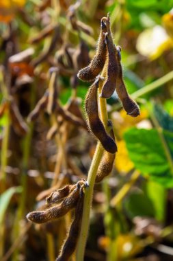 Brezilya 'nın Rio Grande do Sul kentindeki bir çiftlikte hasat edilmeye hazır bir soya tarlası. Yeşil yapraklar, gri ve mavi gökyüzü, yağmur bulutları, sarı ve kahverengi kapsüller. Teknoloji verimliliği körüklüyor.