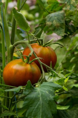 Ripe red and green tomatoes hanging on tomato tree in the garden.