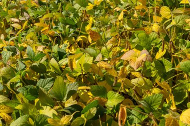 Soya fasulyesi makrosu. Soya fasulyesi hasadı, tarım baklagilleri. Soya fasulyesi tarlası - kuru soya kabuğu.