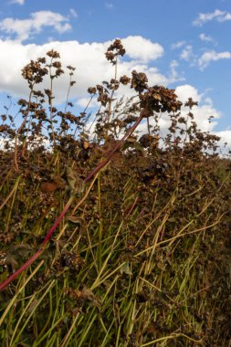Parlak güneşli bir günde orman plantasyonunun kenarında temizlenmemiş karabuğday tarlalarıyla sonbahar renkli manzaralar..
