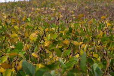 Brezilya 'nın Rio Grande do Sul kentindeki bir çiftlikte hasat edilmeye hazır bir soya tarlası. Yeşil yapraklar, gri ve mavi gökyüzü, yağmur bulutları, sarı ve kahverengi kapsüller. Teknoloji verimliliği körüklüyor.