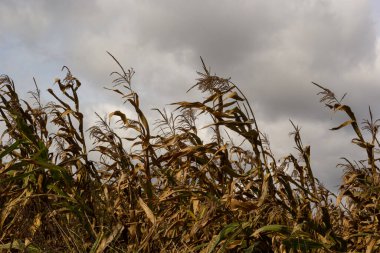 Sonbahar tarım manzarası. Olgun bir mısır tarlasının dramatik bulutlu gökyüzü manzarası. hasat zamanı.