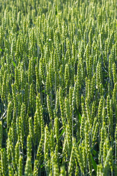 Early summer wheat crop blowing in the breeze .Traditional green wheat crops unique natural photo .Young wheat plants growing on the soil.