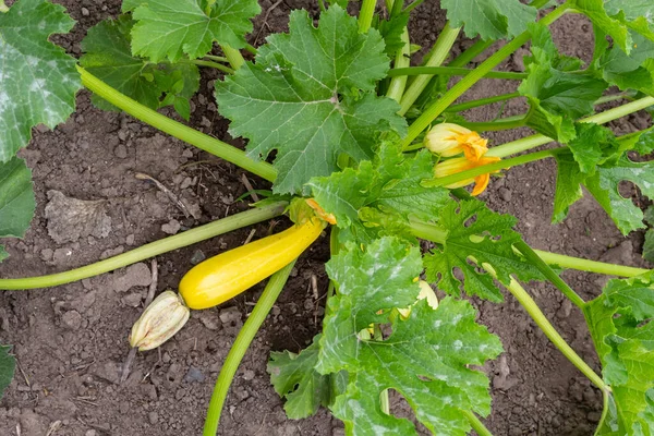 Kabak bol bol çiçek açar ve sürekli yaz sebzeleri tedarik eder. Ev bahçesi.