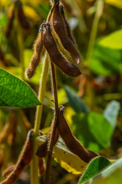 Soya fasulyesi makrosu. Soya fasulyesi hasadı, tarım baklagilleri. Soya fasulyesi tarlası - kuru soya kabuğu.