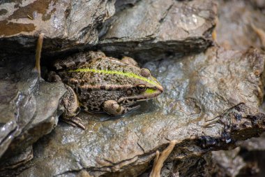 A green frog, Lithobates clamitans, rests on a cameo near a pond.