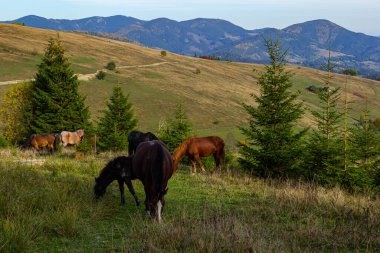 Atlar sonbaharın başlarında çayırda dağın yakınında otlarlar. Bilenmiş atlar dağlarda çayırlarda otlar..