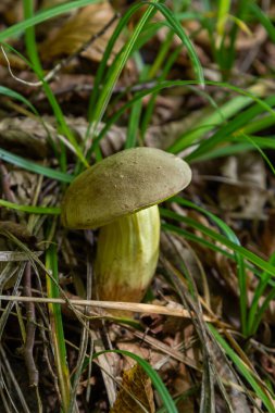 Boletus edulis ya da seps, ormandaki yenilebilir yabani mantar..