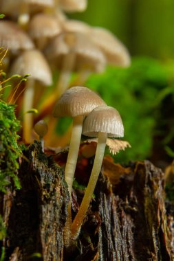 Kümelenmiş Bonnet Mycena eğimli bir kütüğün üzerinde büyüyor..